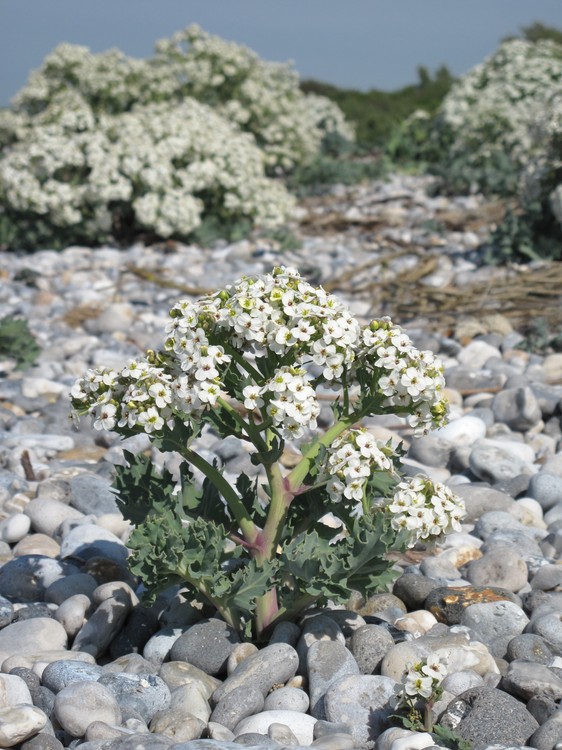 Crambe maritima